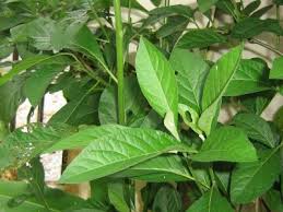 Check spelling or type a new query. Daun Bismillah Segar Khasiat Pokok Herba Malaysia