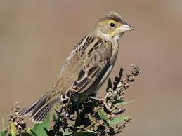 Image result for Diclis tenella