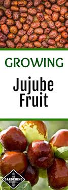 How To Grow The Jujube Fruit Jujube Fruit Fruit Trees Jujube Tree