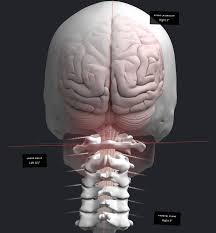 Large,flat, triangular bone of the shoulder. Neck Pain Underlying Causes Treatment Vital Head Spinal Care