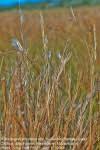 Image result for Andropogon perligulatus