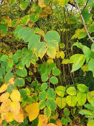 Image result for site:byggahus.se stammar