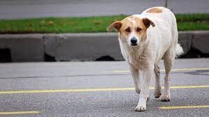 Maybe you would like to learn more about one of these? Lost Dog Behavior Kat Albrecht Missing Animal Response Network