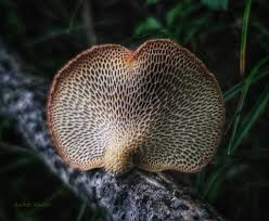 Image result for Nesaea polycephala