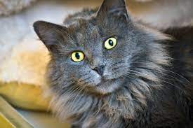 nebelung kedi cinsi ozellikleri ve bakimi miyavliyo