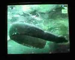 The world was shocked in 2006 when irwin was pierced in the chest by a stingray while filming a documentary titled ocean's deadliest.the documentary lived up to its name, but shock and distress spread across the world after steve irwin was fatally. Steve Irwin Last Minutes First Pictures Steve Irwin One Pic Beautiful Creatures