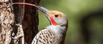 An unsteady flash of light. Northern Flicker American Bird Conservancy