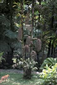 Image result for Caryota