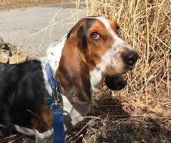They were known as slow, short dogs with outstanding noses. Basset Hound Rescue Available For Adoption In Greenwich Greenwich Free Press
