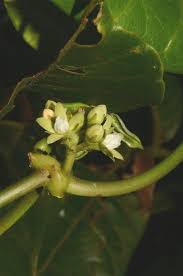 Image result for Cynanchum ledermannii