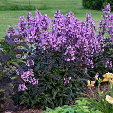 We did not find results for: Penstemon Midnight Masquerade Pp29603 Cpbr6262 Walters Gardens Inc
