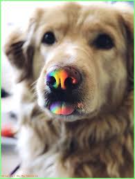 Matematik Oyunu Toplama Cikarma Carpma Bolme Apps On Google Play Cute Animals Cute Dogs Cute Baby Animals