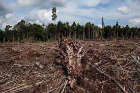 Pengunaan racun serangga racun rumpai dan baja kimia akan menganggu ekosistem. Berpotensi Merusak Hutan Ini 7 Bahaya Kelapa Sawit Bagi Lingkungan