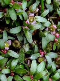 Image result for Elatine