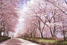 Taman bunga sakura di korea selatan. 7 Waktu Terbaik Untuk Melihat Bunga Sakura Mekar Di Korea Selatan