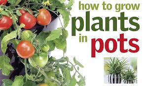 Take the guesswork out of feeding and take control of your setup. My Recipe For Perfect Pots Take One Nicotiana Mix In Some Heuchera And Add A Twist Of Petunia Daily Mail Online