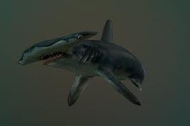 Hammerhead Shark Model Krystal Campioni Hammerhead Shark Shark Krystal