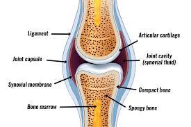 Synovial Joint Structure Teachpe Com