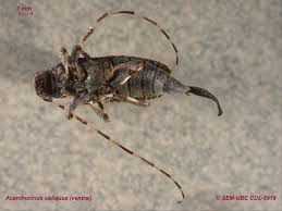 Image result for Secamone punctulata