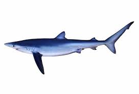 Image result for Pteronia glauca