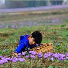 Saffron Crop At Kashmir
