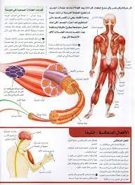 موسوعة سؤال وجواب جسم الانسان