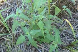 Image result for Sigesbeckia orientalis