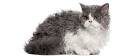 Available Selkirk Rex Kittens For Sale & Cats For Adoption