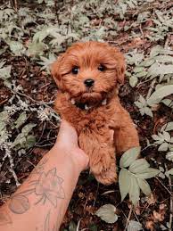 Ash The Teacup Doodle Puppy Photography Teacup Goldendoodle Puppy Pictures