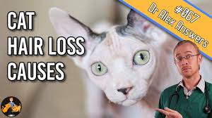 Some cats experience skin allergies, which can cause hair loss to occur. Hair Loss In Cats How To Find Out Why Their Fur Is Falling Out Cat Health Vet Advice Youtube