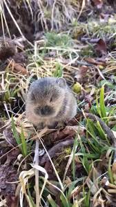 Cute Little Squeak Video In 2020 Funny Animal Videos Cute Animals Animals