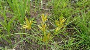 Image result for Cyperus tenuiculmis