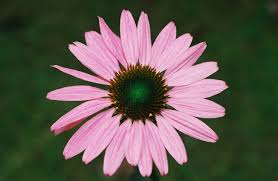 Image result for Echinacea purpurea `Magnus`