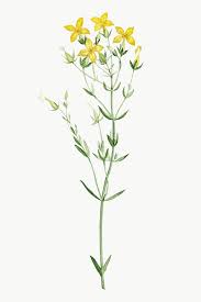 Download Premium Png Of Hand Drawn Kalanchoe Spathulata 2353002 In 2020 Illustration Flower Illustration Vintage Flowers