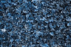Black And White Theme Background Blue Leaves Patterned Background Text Pace Free Image By Rawpixel Com Paeng In 2020 Background Patterns Theme Background Leaf Background