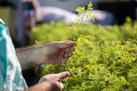 In fact, this plant has been used as a treatment in. Drug Derived From Kentucky Grown Plant Shows Promise For Ovarian Cancer Treatment Study Shows Uknow