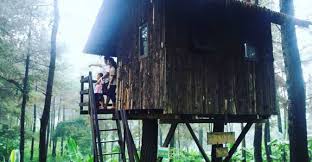 Maybe you would like to learn more about one of these? Sensasi Berlibur Di Rumah Pohon The Pines Taman Dayu