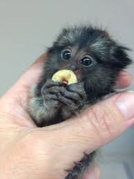 Check spelling or type a new query. Marmoset Monkey Pet Price Pet S Gallery