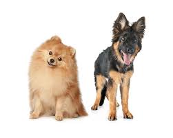 The German Shepherd Pomeranian Mix German Shepherd Dog Hq