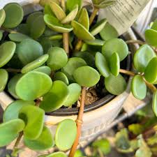 Image result for Peperomia tetraphylla