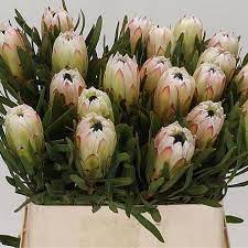 Protea White Night Might Be Available At The Right Time Wholesale Flowers Protea Flower April Flowers