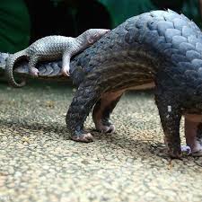 See more ideas about pangolin, armadillo, animals wild. About Pangolins Save Pangolins