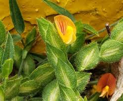 Image result for Zornia