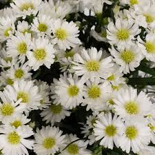 Image result for Aster