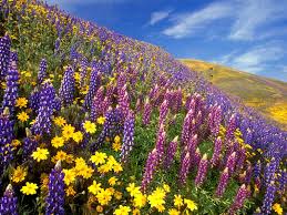 Maybe you would like to learn more about one of these? Webshots Wallpapers Flower Yumthang Flower Valley Sikkim 1600x1200 Wallpaper Teahub Io