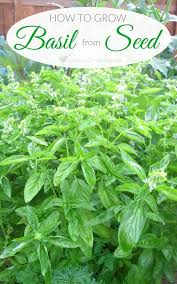 How To Grow Basil From Seed Complete Guide Growing Basil Growing Tomatoes From Seed Tomato Seedlings