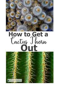 To get started, find the thin needle. How To Get A Cactus Thorn Out Of Your Finger