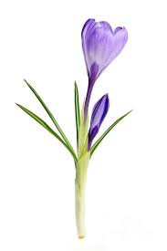 Crocus Crocus Flower Flower Drawing Flower Painting
