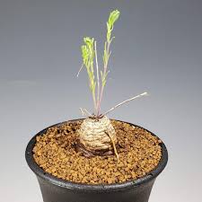 アエオランサス