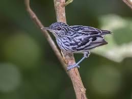 Image result for Strychnos myrtoides